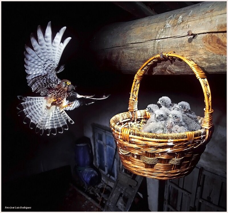 Falcon feeding chicks in basket
