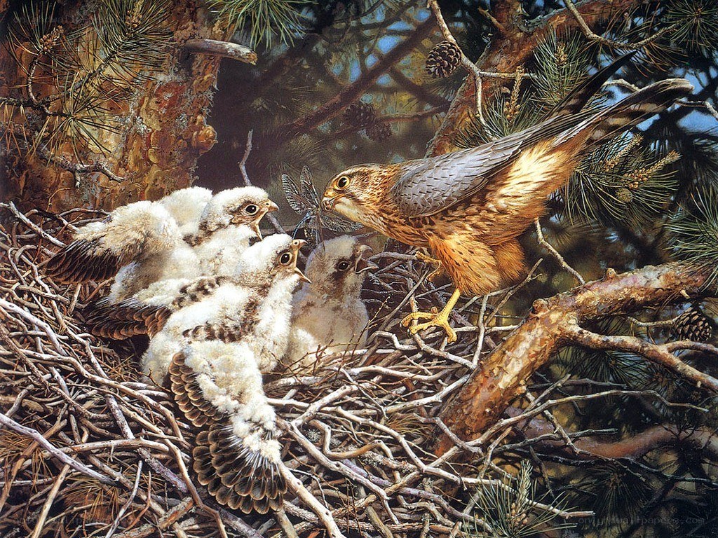Falcon feeding chicks in nest