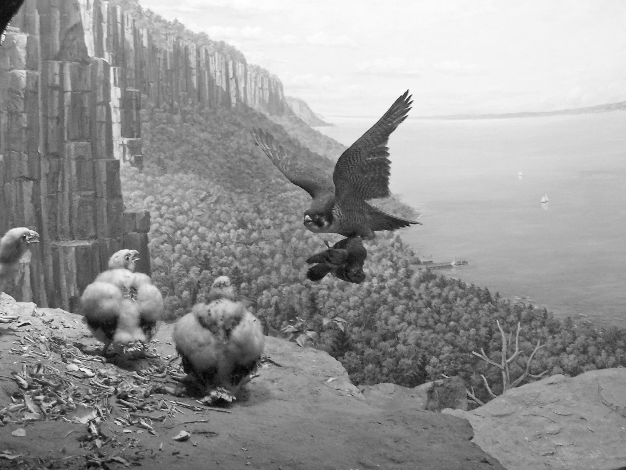Falcon feeding chicks on cliff
