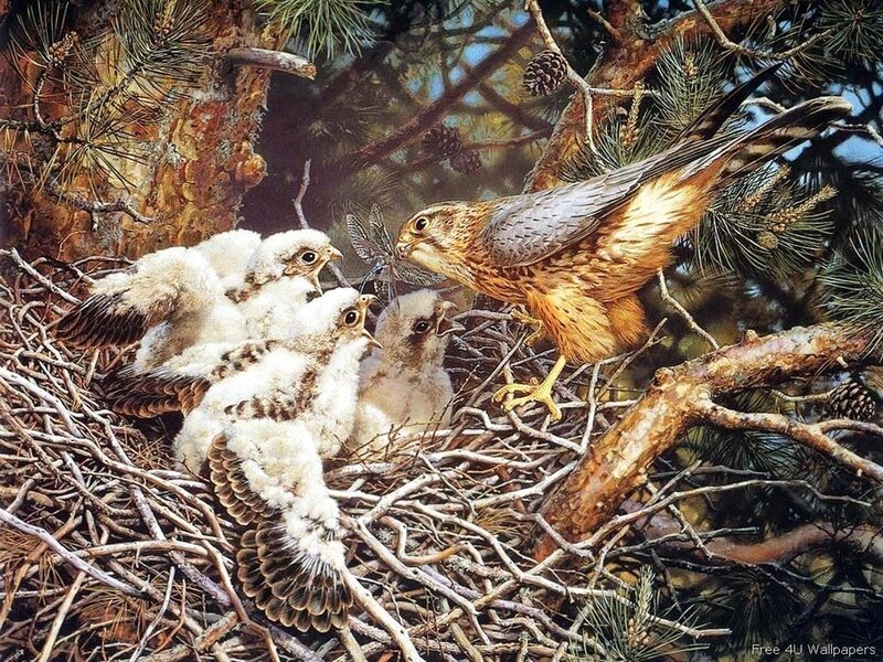 Falcon Feeding Chicks