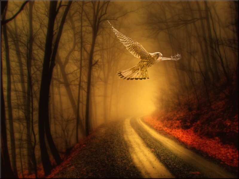 Falcon flying over a forest path