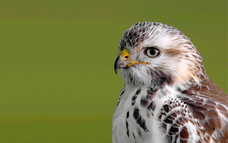 Falcon Head and Neck