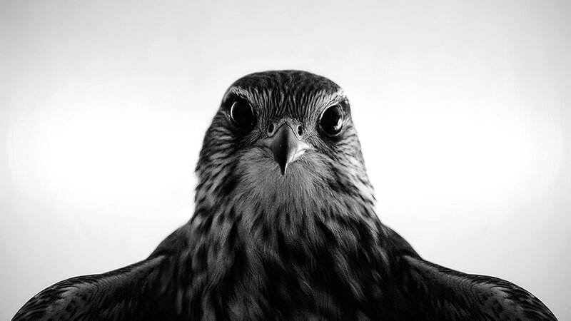 Falcon Head Close-up — Black, Intense