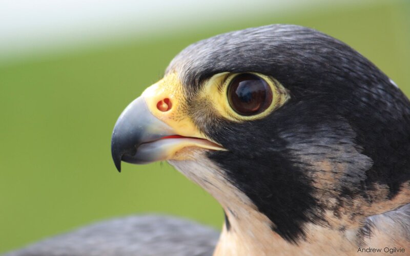 Falcon Head Close-up — Black