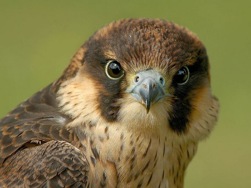 Falcon Head Close-up — Brown, Intense, Photograph, Beak