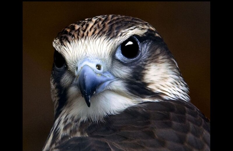 Falcon Head Close-up — Brown, Intense