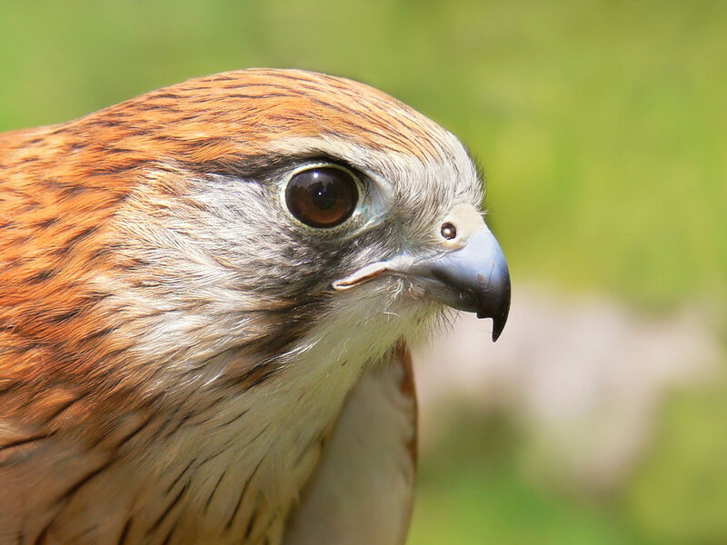 Falcon Head Close-up — Brown