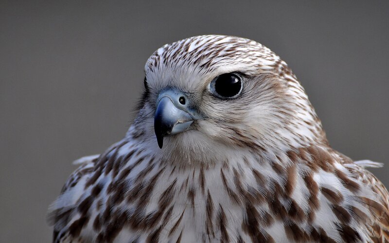 Falcon Head Close-up — White, Intense, Photograph, Beak