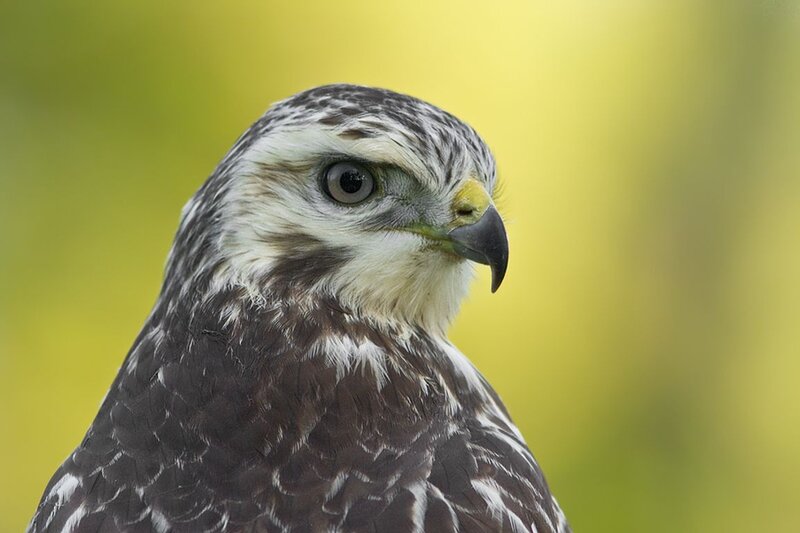 Falcon Head Close-up — Yellow