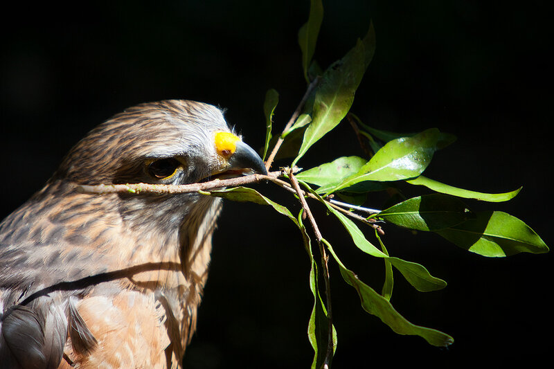 Falcon Holding Branch