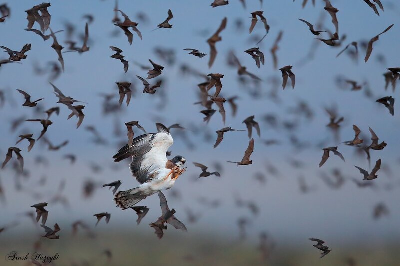 Falcon Hunting Bats
