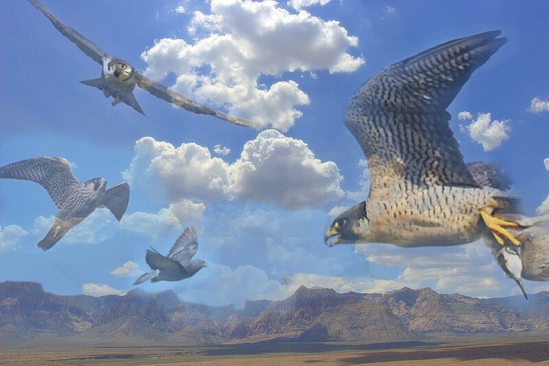 Falcon Hunting Pigeons
