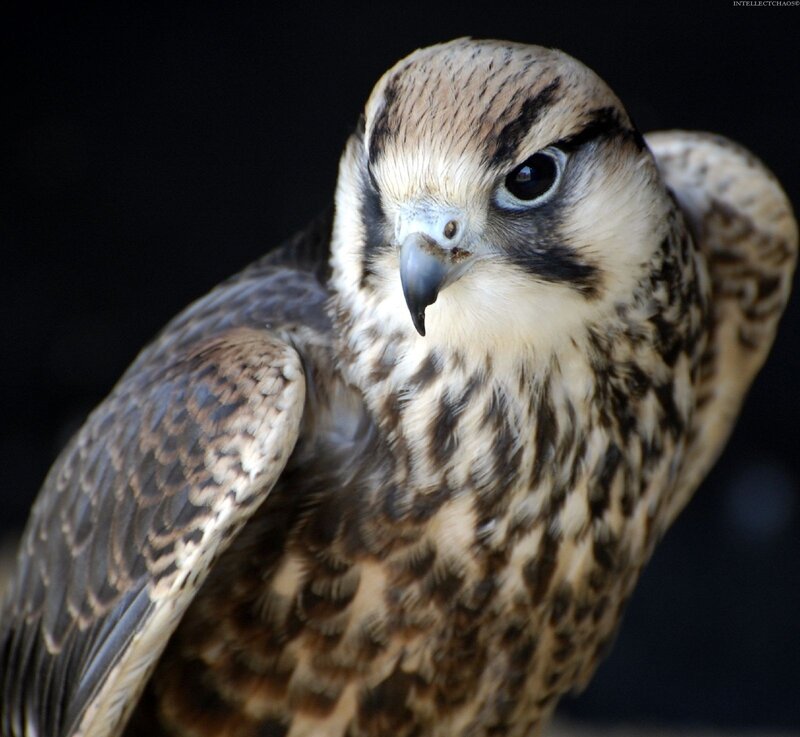 Falcon in Close-up — Brown, Intense