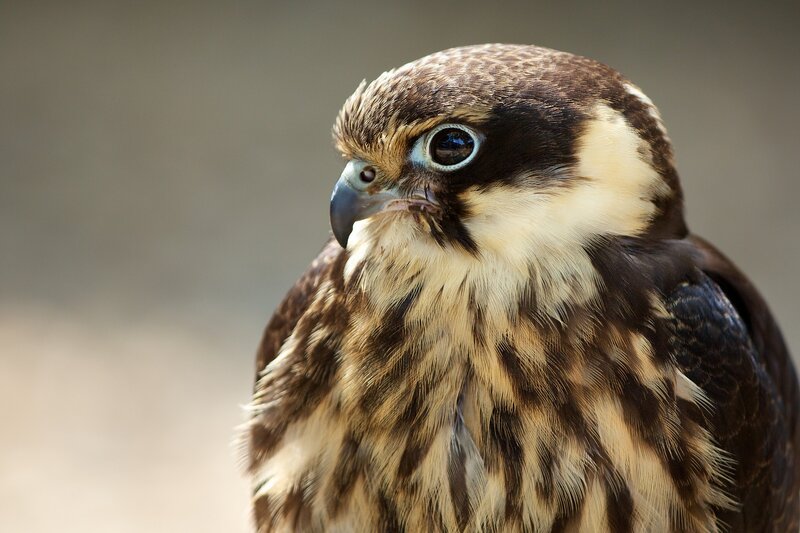Falcon in Close-up — Brown