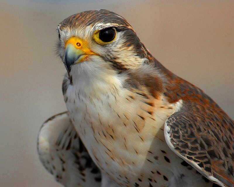 Falcon in Close-up