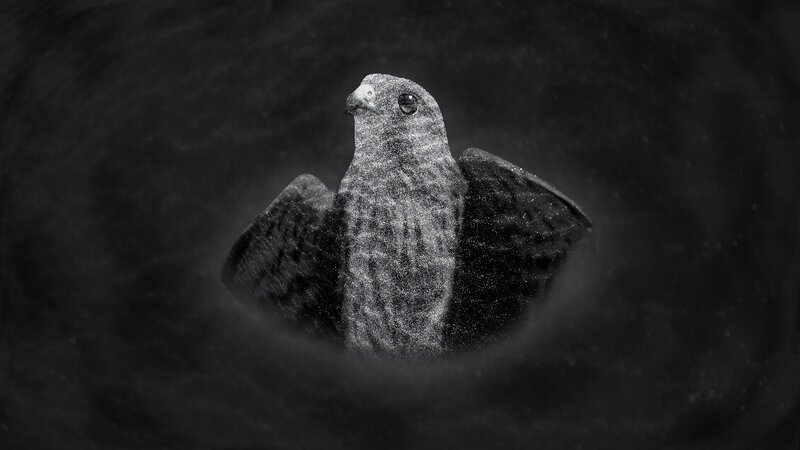 Falcon in Dark Tunnel