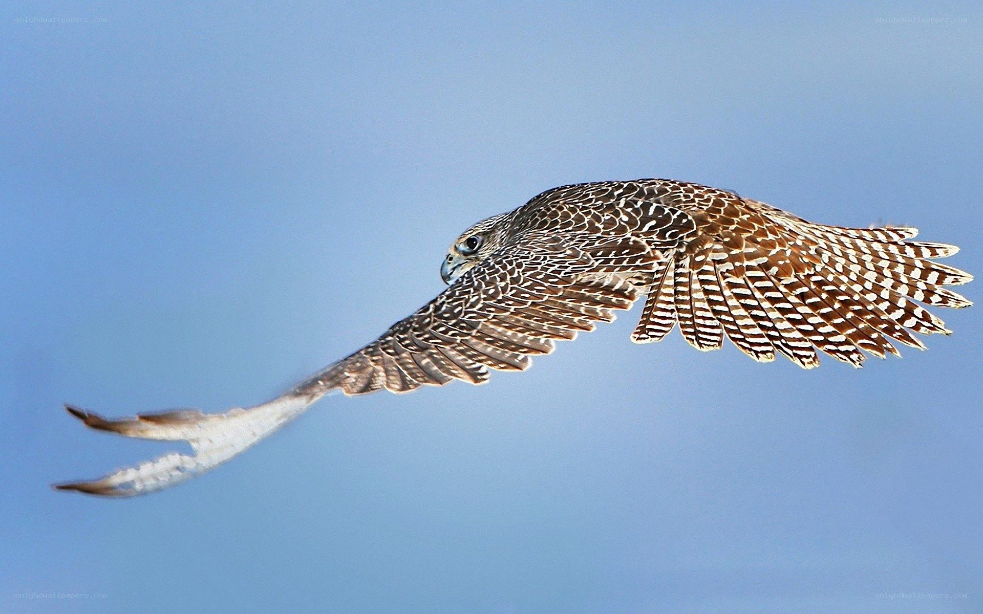 falcon in flight