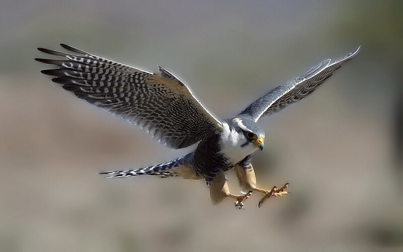 falcon in flight