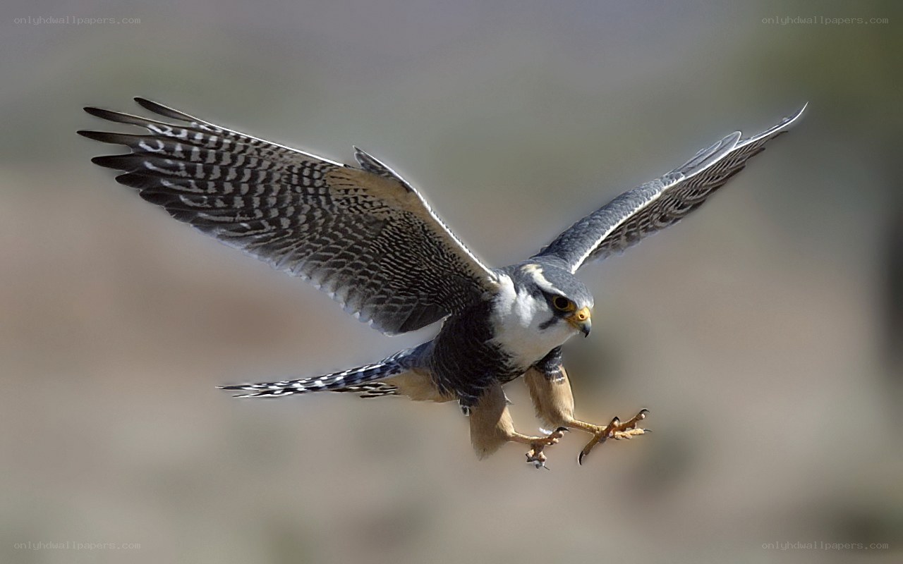 falcon in flight