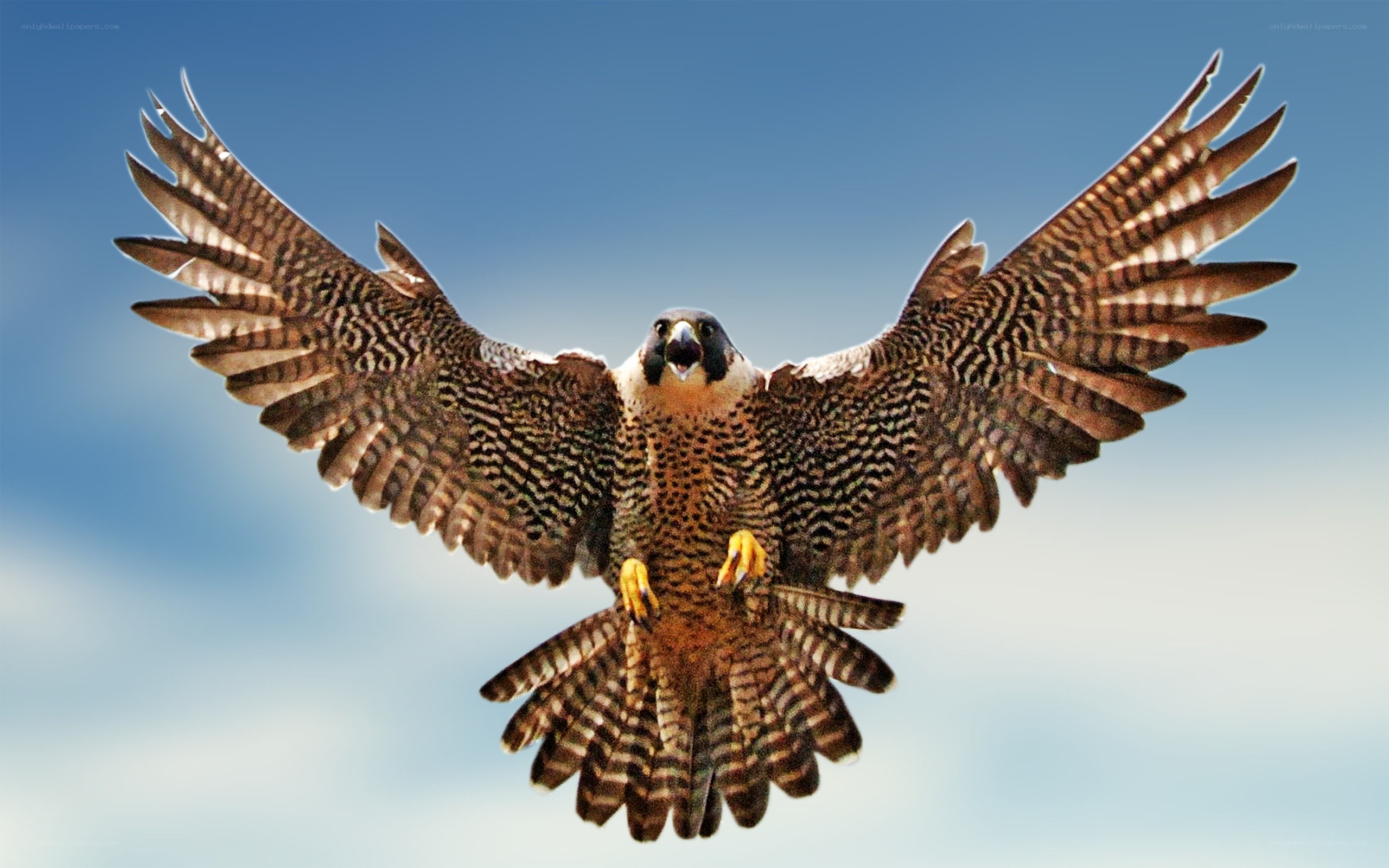 falcon in flight
