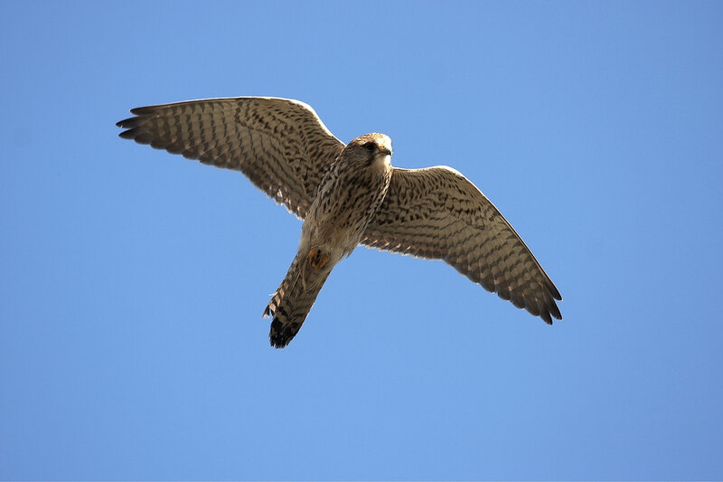 falcon in flight