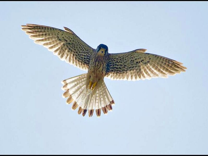 falcon in flight