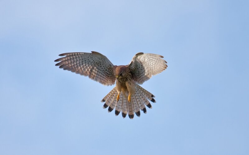 Falcon in Flight — Afternoon