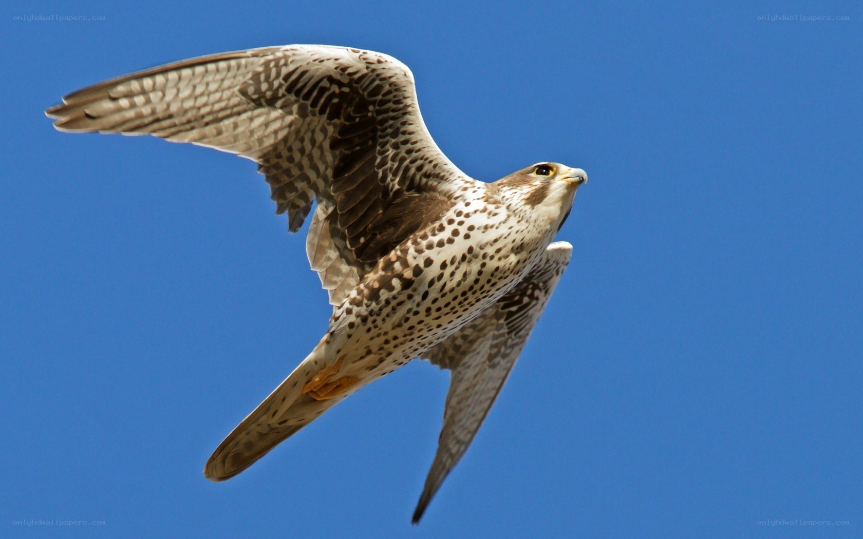 falcon in flight against blue sky