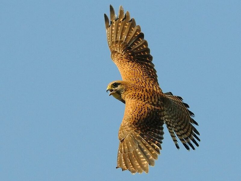 falcon in flight against blue sky