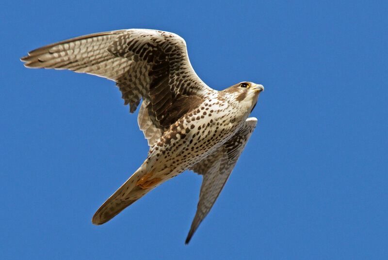 falcon in flight against blue sky