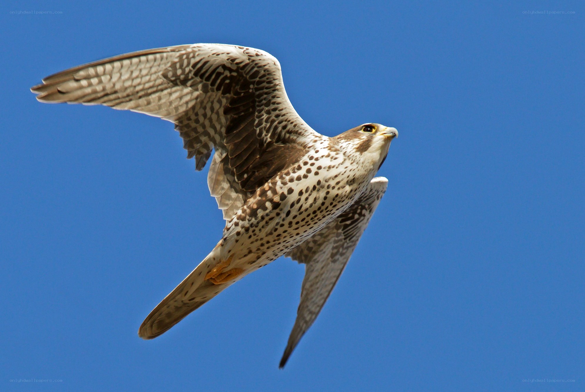 falcon in flight against blue sky