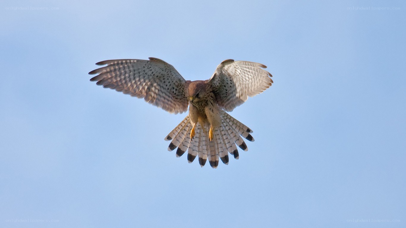 falcon in flight against blue sky