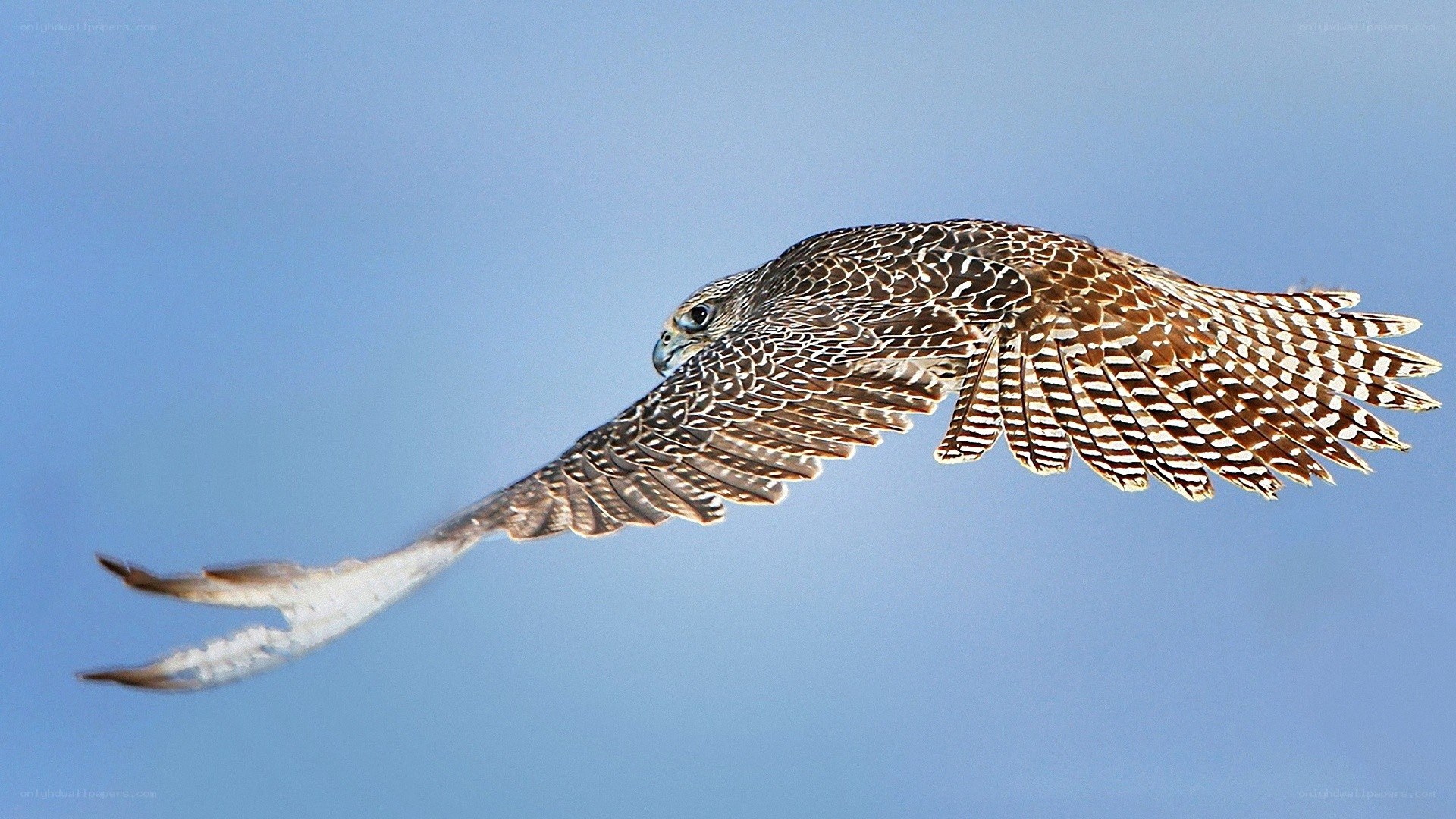 falcon in flight against blue sky