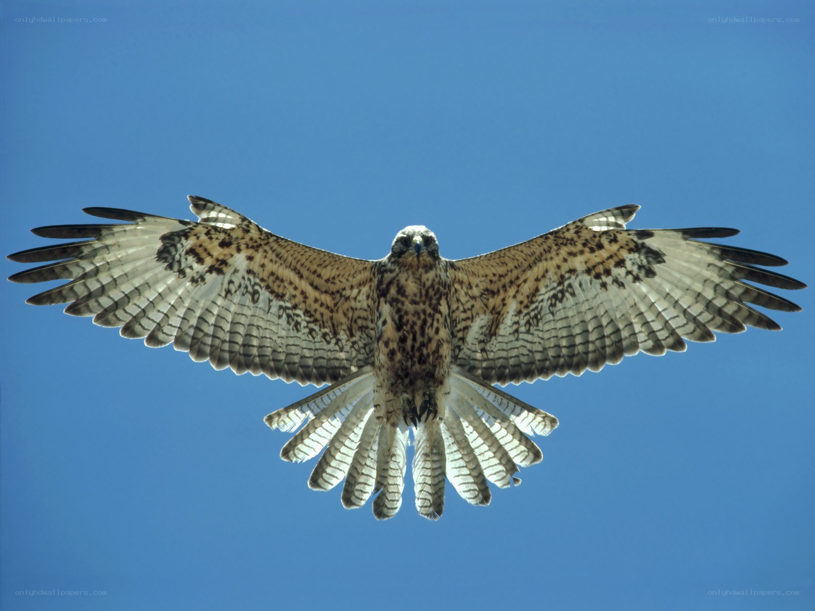 falcon in flight against blue sky