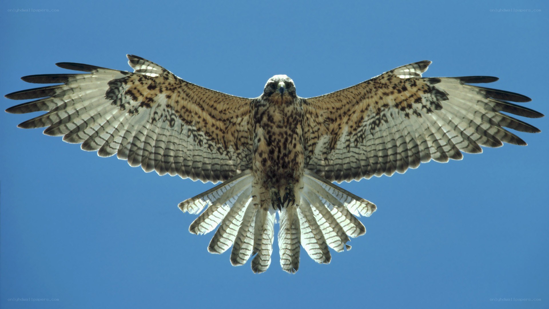 falcon in flight against blue sky