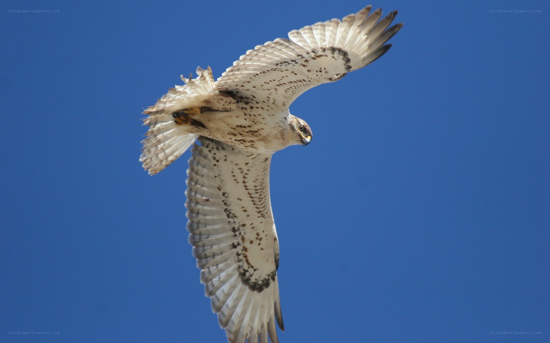 falcon in flight against blue sky