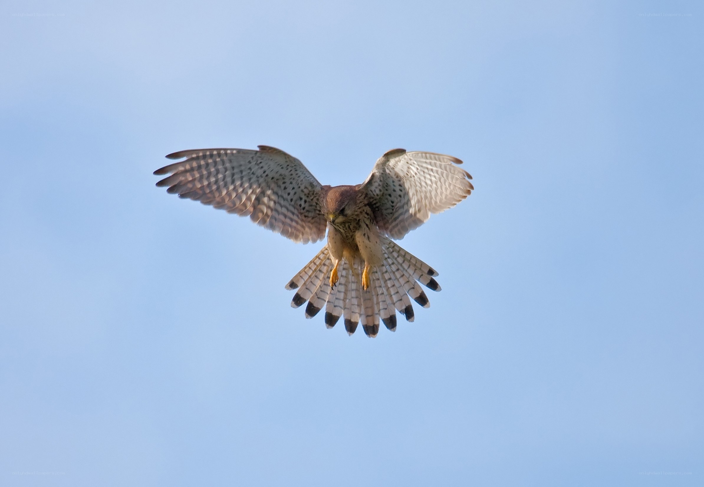 falcon in flight against blue sky