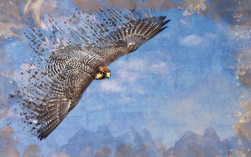 falcon in flight art