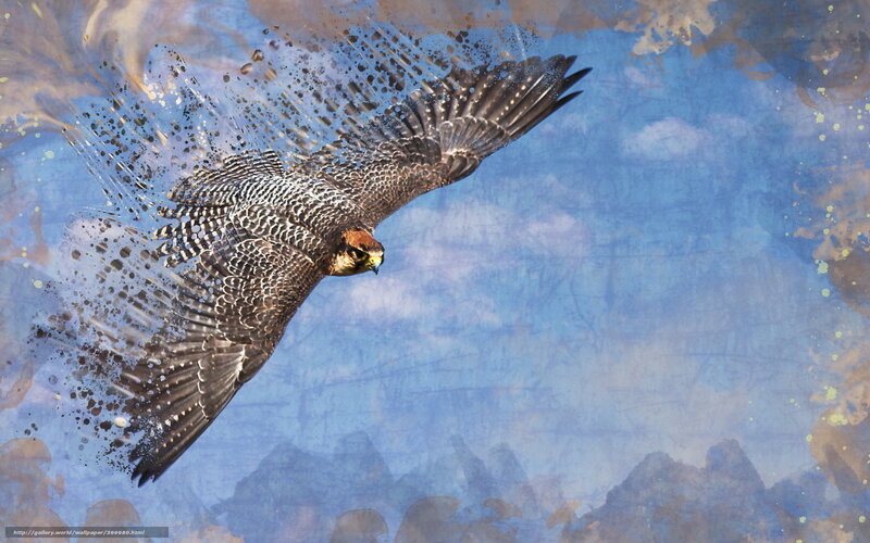 Falcon in Flight Artwork