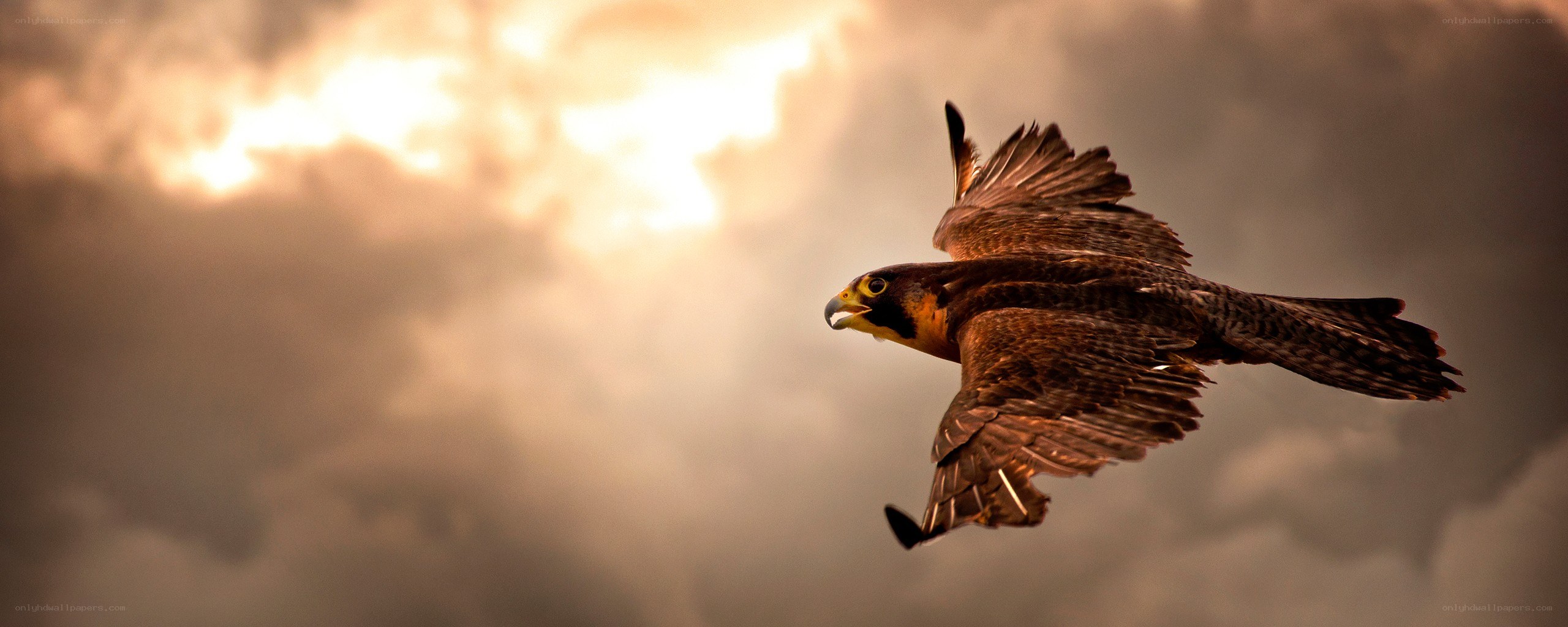 falcon in flight at sunset
