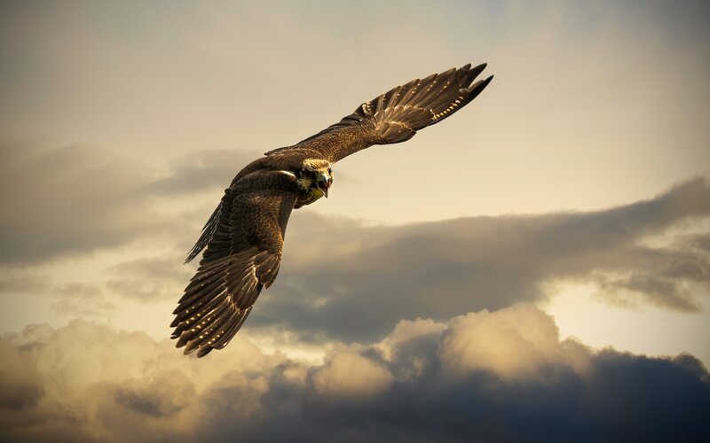 falcon in flight at sunset