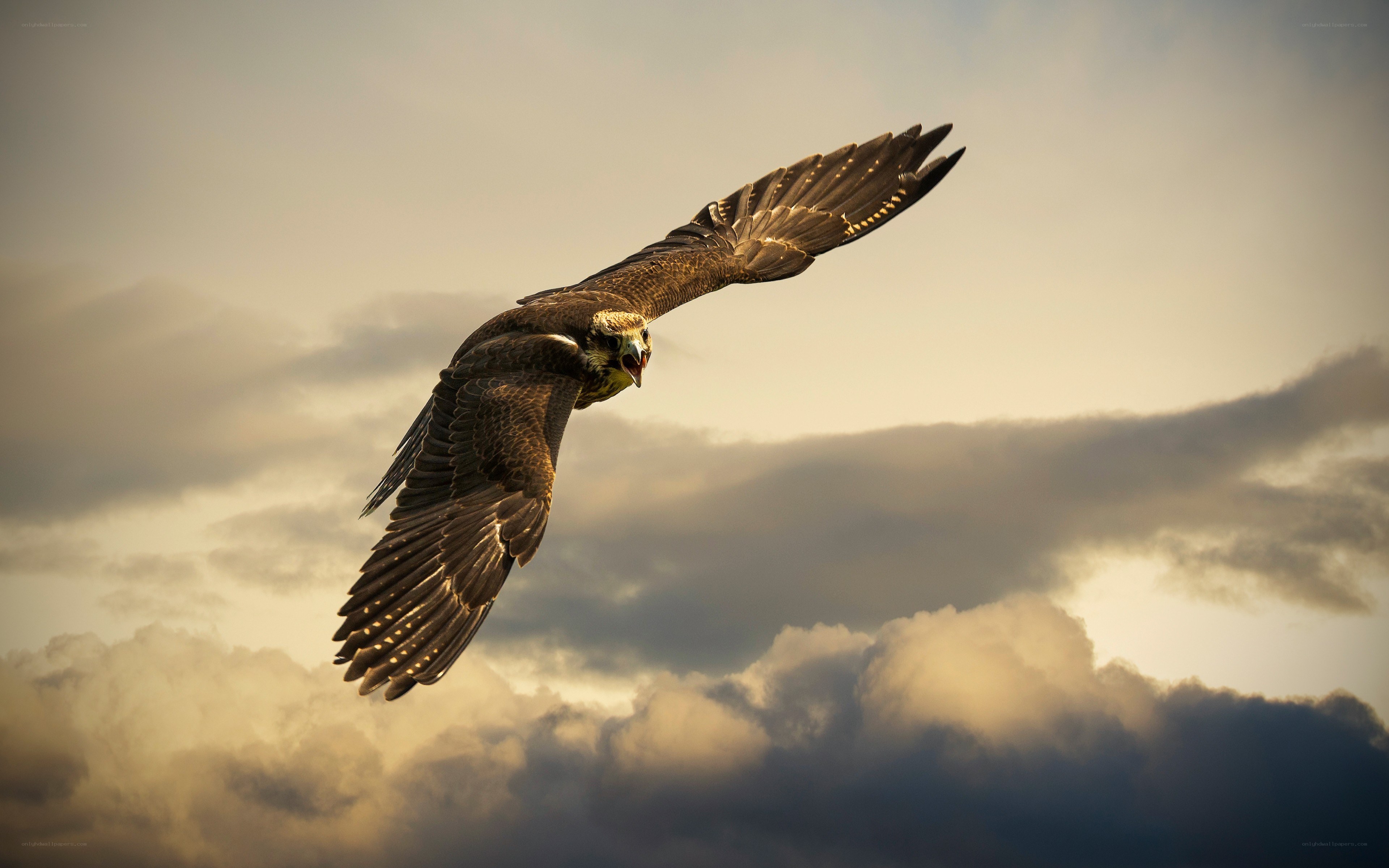 falcon in flight at sunset