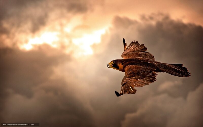 falcon in flight at sunset