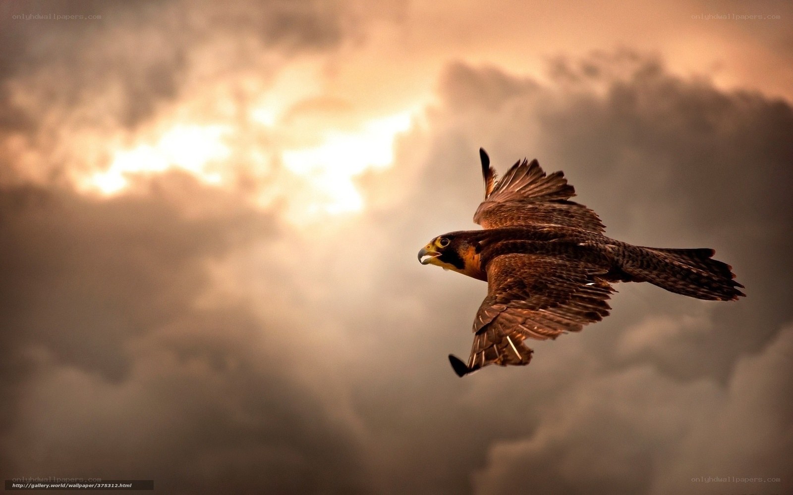 falcon in flight at sunset