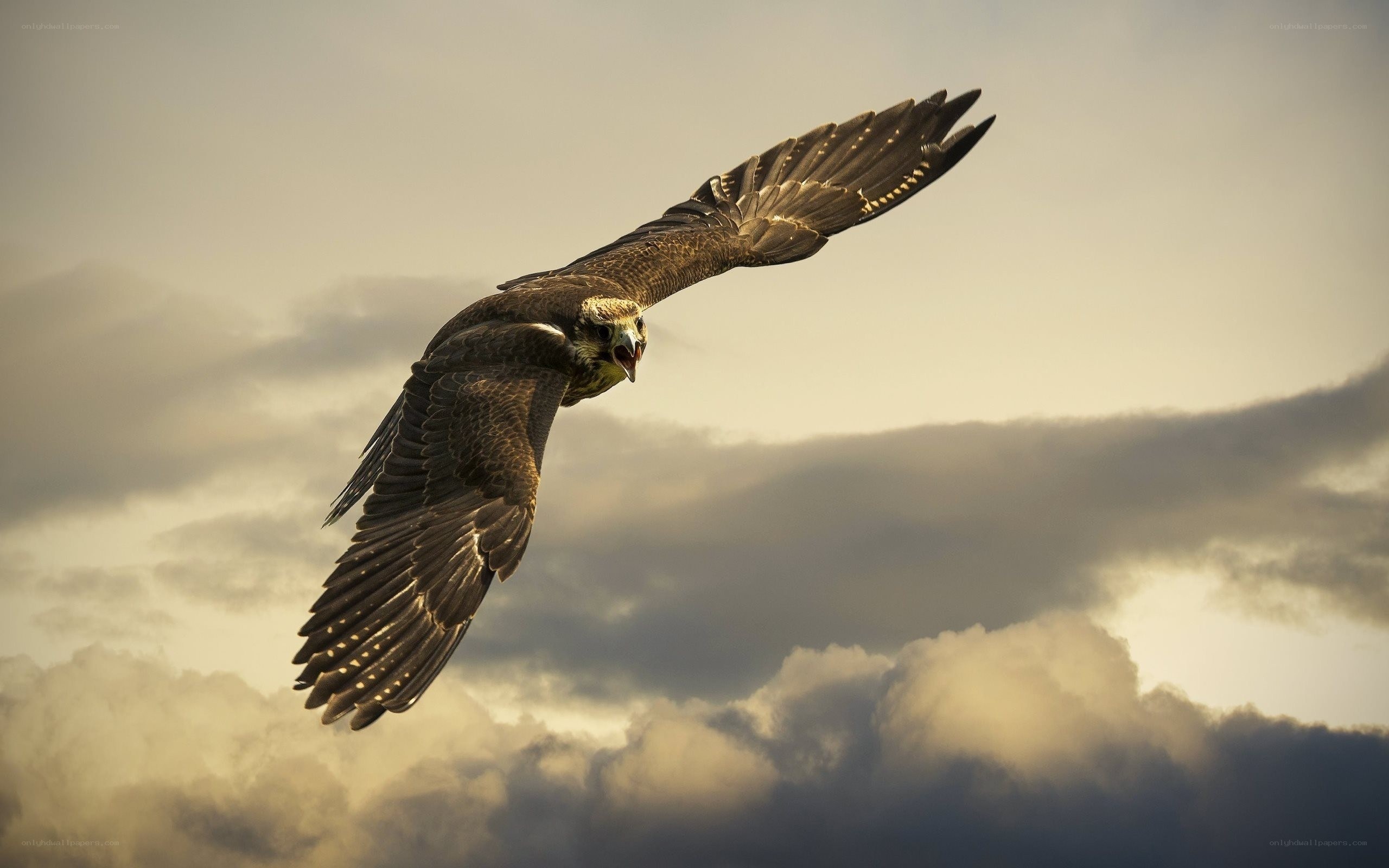 falcon in flight at sunset