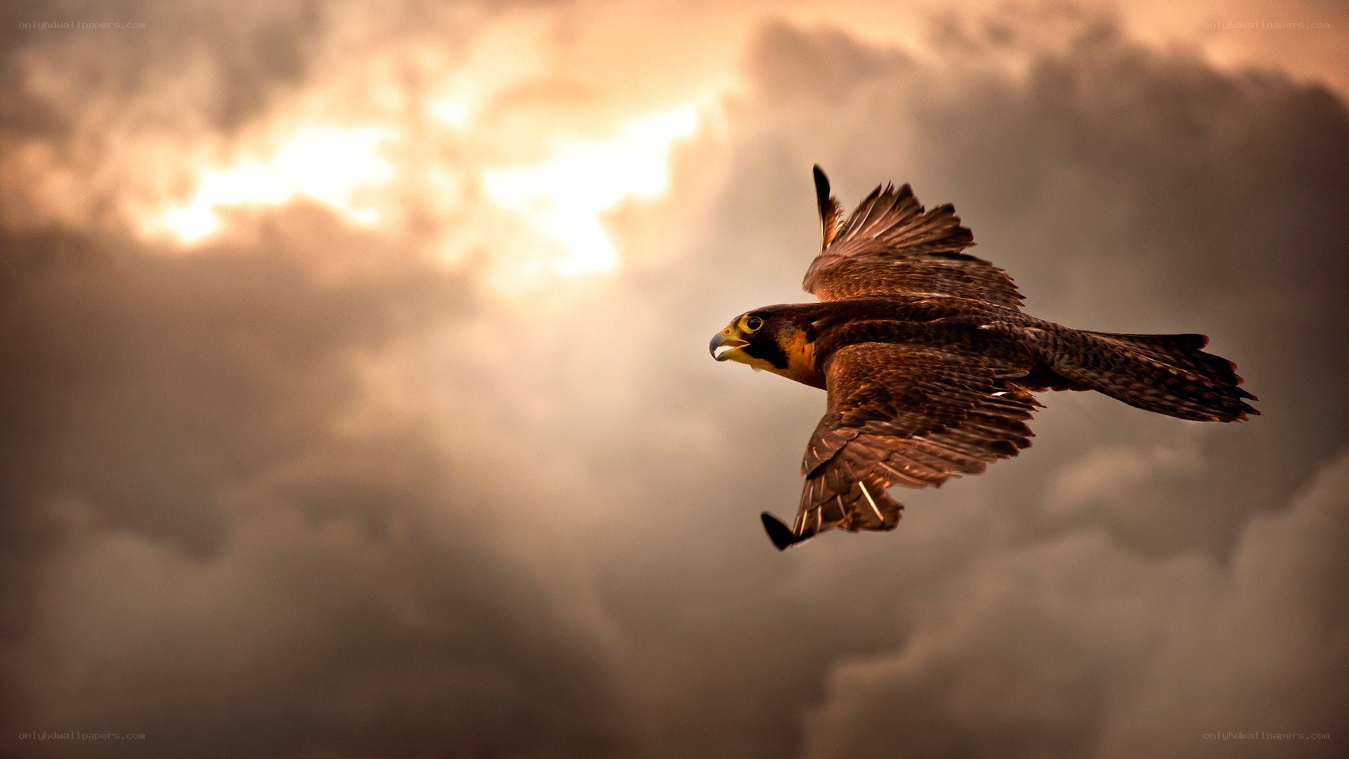 falcon in flight at sunset