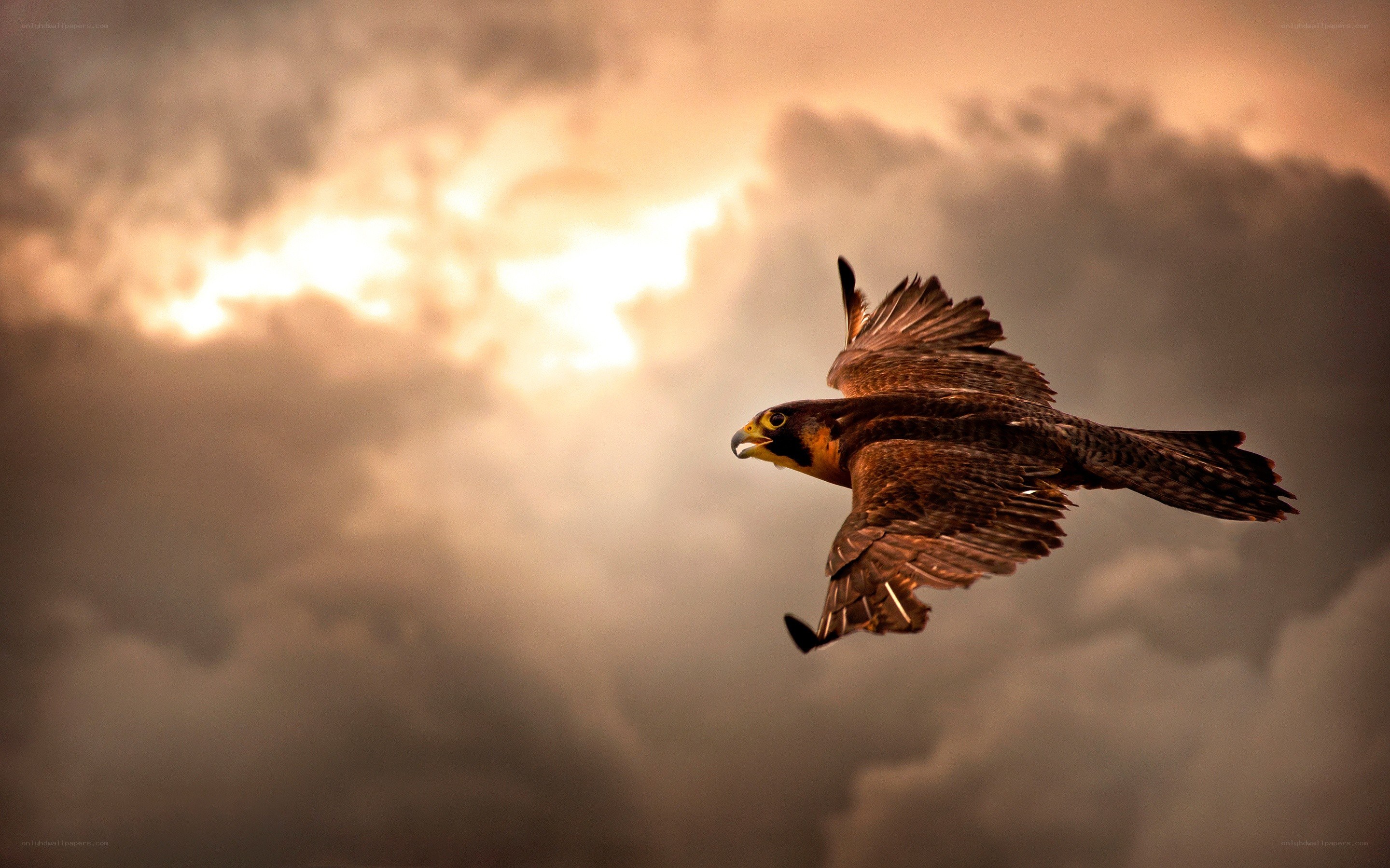 falcon in flight at sunset