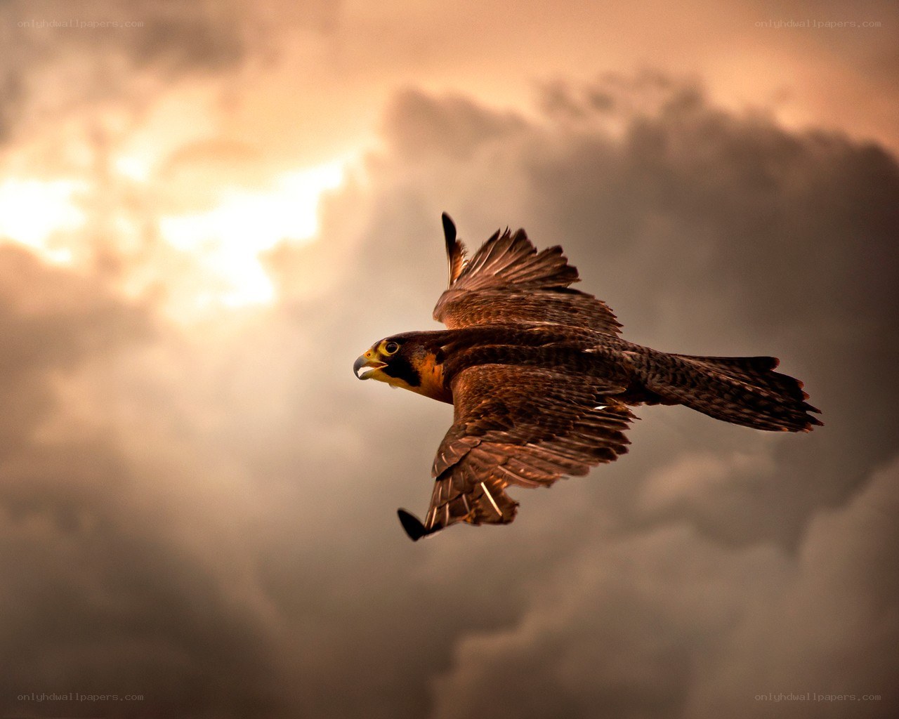 falcon in flight at sunset