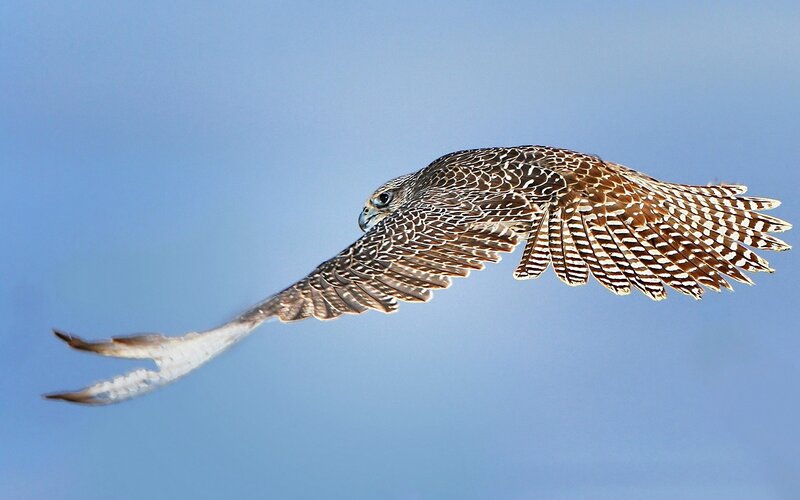 Falcon in Flight — Blue, Dynamic, Afternoon, Photograph, Sky