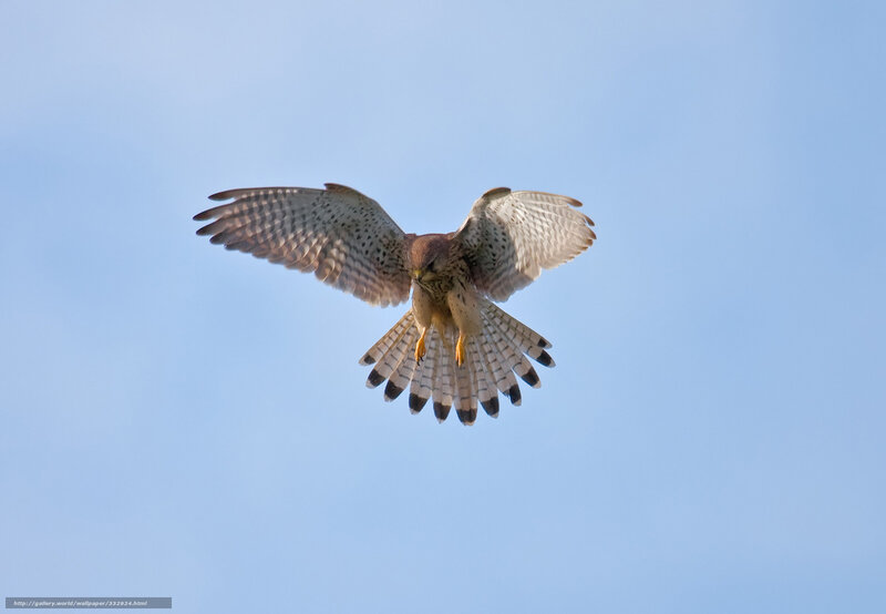 Falcon in Flight — Blue, Dynamic, Afternoon, Photograph